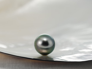 黒蝶（クロチョウ）真珠