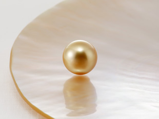 白蝶（シロチョウ）真珠